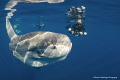judged by Raoul Caprez who says...
Nice encounter and interraction weekly hotshot click to zoom